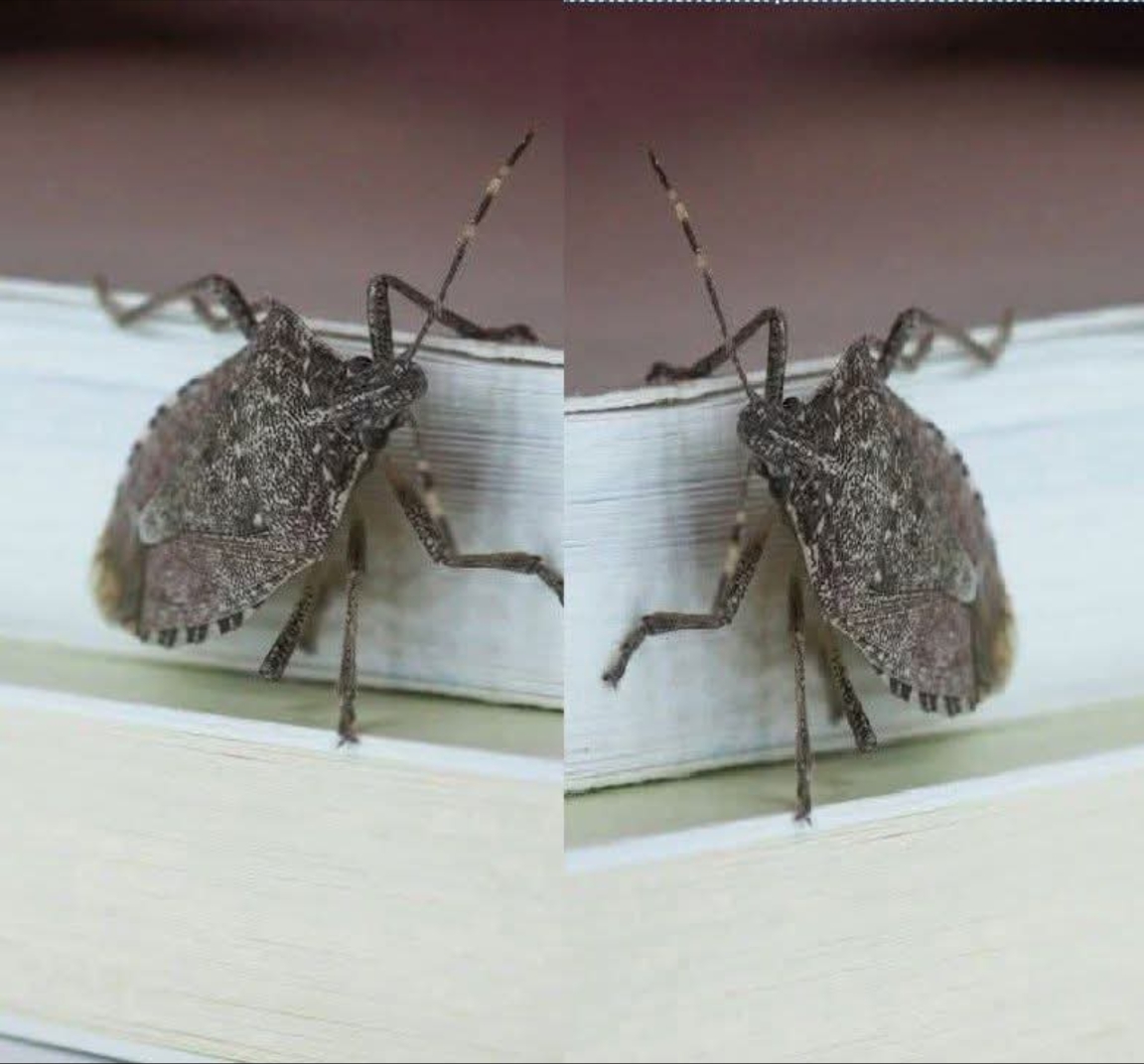 If you notice this insect in your home, you should go immediately to…See more